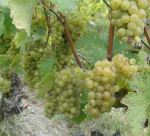 Weinbergswanderung Schoppen-Rundweg bei Ramsthal