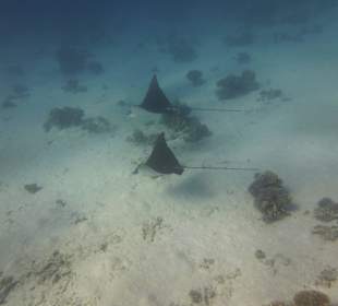 Rochenbesuch während der Delfintour - einmalig!