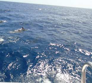 Delfinwatching