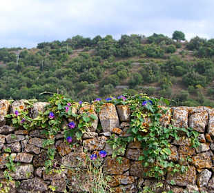 Fiori