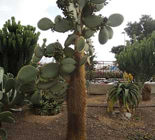 Parque Botánico de Maspalomas 13-02-2013