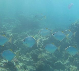 Schnorcheln am Hotelstrand