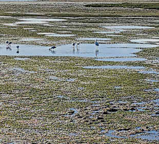 Parque Natural da Ria Formosa