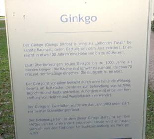 Ginkgo-Baum