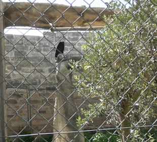 Malta Falconry Centre