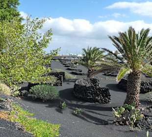 Fundacion Cesar Manrique