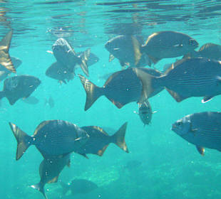 Fischschwarm (schnorchelnd)