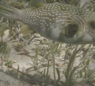 Weißfleck-Kugefisch