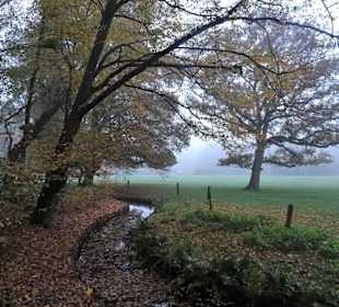 Herbstnebel im Bremer Bürgerpark