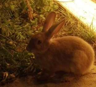 Strandpromenade Side