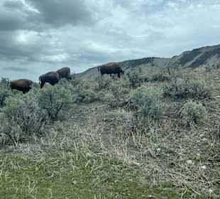 Yellowstone Nationalpark