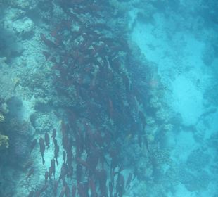 Hausriff Arabia Azur