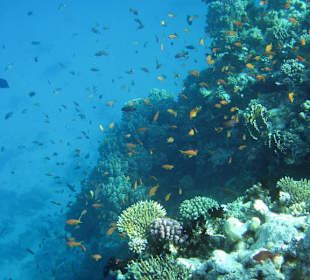 Traumhafte Riffe bei der Delphin-Tour