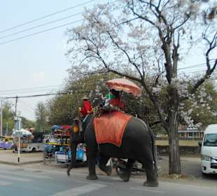 Ayutthaya Elefantenpalast