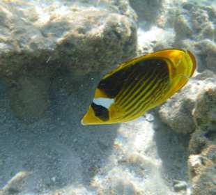 Fisch beim Schnorcheln