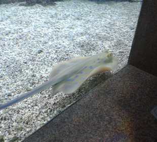 Aquarium in Hurghada