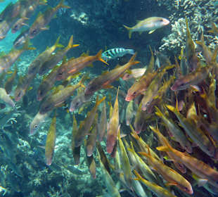 Schnorcheln Blue Bay