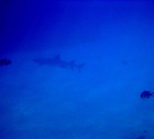 Ein Weisspitzenriffhai am Hausriff beim Schnorcheln! Echt ei