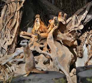 Zoo Dortmund