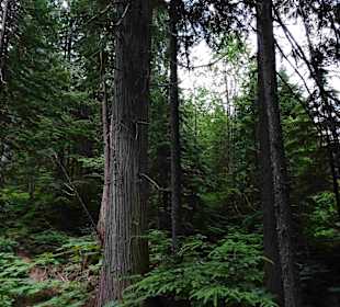 Yoho Nationalpark