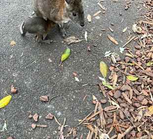 Featherdale Wildlife Park