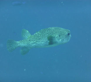 Porcupinefish
