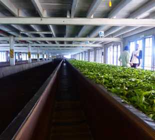 Tea factory