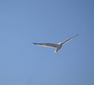 Begleitung des Schiffes