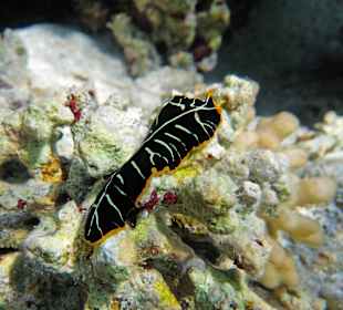 Tiger-Strudelwurm 8cm