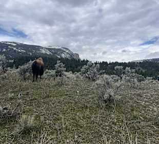 Yellowstone Nationalpark