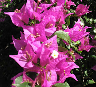 Herrliche Farben  12/2013 