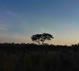 Krüger Nationalpark