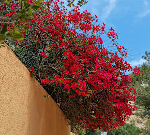 Stadtrundgang Canyamel 