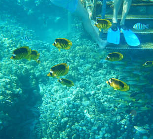 Riff vorm Makadi Palace