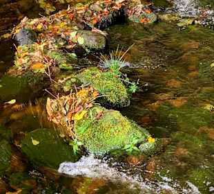 Wandern Enzklösterle