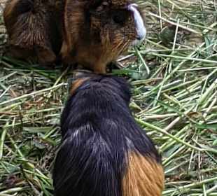 Schmetterlings- und Reptilienhaus Jonsdorf