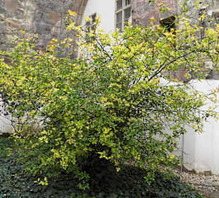 Пражский град