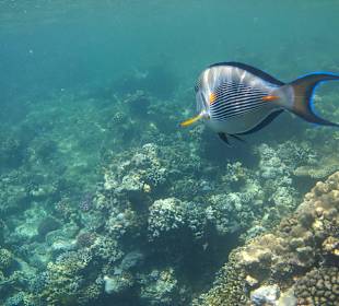 Unterwasserbild im Riff