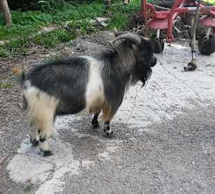 Wandern Ramsau am Dachstein