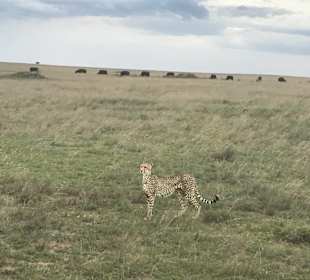 Serengeti