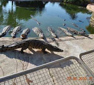 Krokofarm (Explorer)