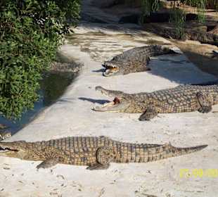 Krokodile 