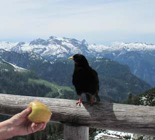 Bettelnde Dohle auf dem Jenner