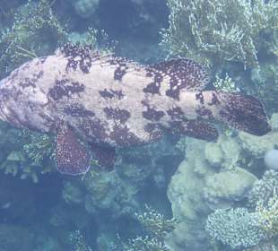 Stierkopf - Zackenbarsch