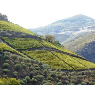 Pinhão
