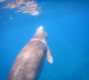 Dugong