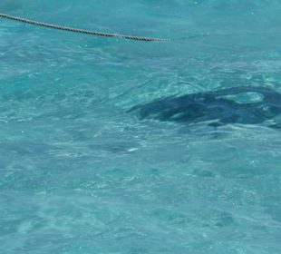 Tolles Gefühl zwischen den Tieren