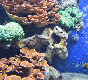 Impressionen aus dem Aquazoo Löbbecke Museum