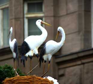 Unser vielen Störche hier