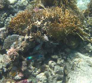 Schnorcheln - Inseln der Soma Bay